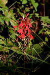 Cardinal flower